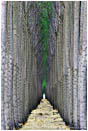 Rights Managed Stock Photo: Poplar Farm IV