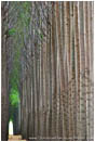 Royalty Free Stock Photo: Poplar Farm V
