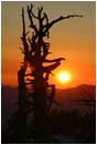 Royalty Free Stock Photo: Pine Snag at Sunset 