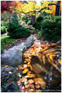 Japanese Garden Reflecting Pool Stock Image Ashland, Oregon