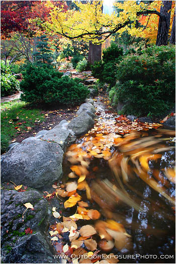 Print: Japanese Garden Reflecting Pool