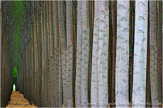 Royalty Free Stock Photo: Poplar Farm VI