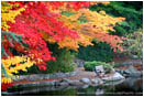 Print: Lithia Duck Pond