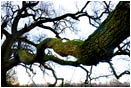 Rights Managed Stock Photo: Cosumnes Oak