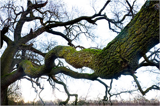 Print: Cosumnes Oak
