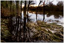 Rights Managed Stock Photo: Cosumnes River