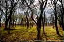 Royalty Free Stock Photo: Cosumnes Grove