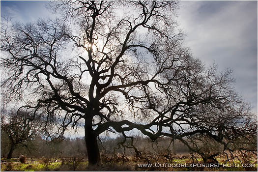 Rights Managed Stock Photo: Old Oak