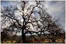 Print: Old Oak