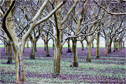 Rights Managed Stock Photo: Orchard Row