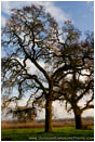 Royalty Free Stock Photo: Tall Oak