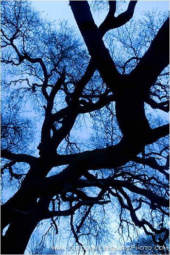 Royalty Free Stock Photo: Dark Branches