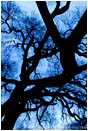 Royalty Free Stock Photo: Dark Branches