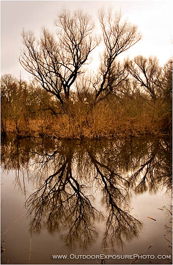 Rights Managed Stock Photo: Cosumnes Marsh