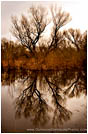 Print: Cosumnes Marsh