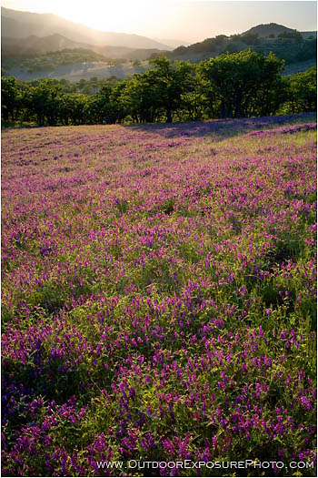 Rights Managed Stock Photo: Vetch Meadow