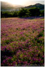 Rights Managed Stock Photo: Vetch Meadow