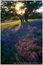 Rights Managed Stock Photo: Vetch Sunset