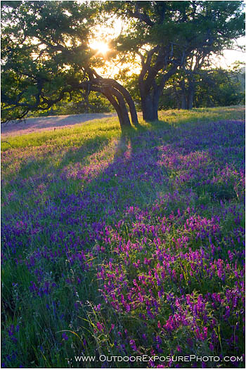 Print: Vetch Sunset