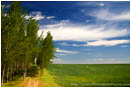 Royalty Free Stock Photo: Forest's Edge