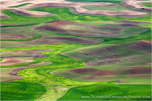 Rights Managed Stock Photo: Palouse In Spring