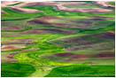 Palouse In Spring Print Washington