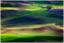 Rights Managed Stock Photo: Palouse In Spring III