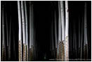 Royalty Free Stock Photo: Poplars