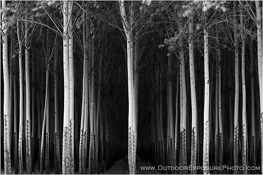 Royalty Free Stock Photo: Poplars II