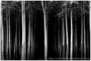 Royalty Free Stock Photo: Poplars II
