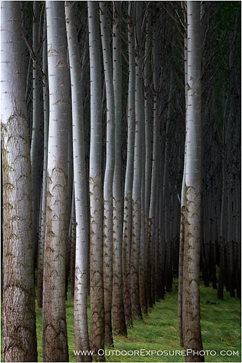 Royalty Free Stock Photo: Poplars III