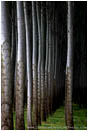 Royalty Free Stock Photo: Poplars III