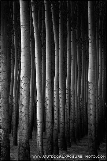 Royalty Free Stock Photo: Poplars IV