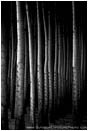 Royalty Free Stock Photo: Poplars IV