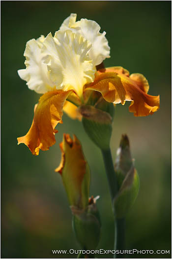 Iris Blossom Print