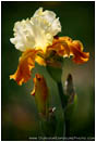 Print: Iris Blossom