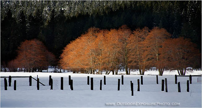 Rights Managed Stock Photo: Snowy Pasture, Fence And Trees
