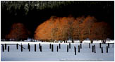 Rights Managed Stock Photo: Snowy Pasture, Fence And Trees