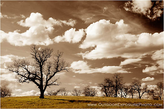 Rights Managed Stock Photo: Winter Oak Spring Sky
