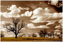 Winter Oak Spring Sky Stock Image