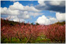Royalty Free Stock Photo: Spring Orchard II