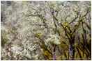 Rights Managed Stock Photo: Lichen Dance