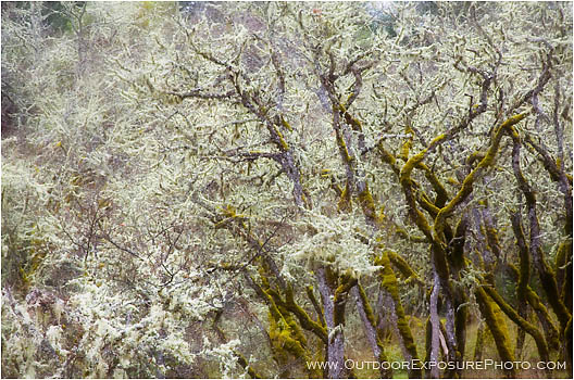Print: Lichen Dance