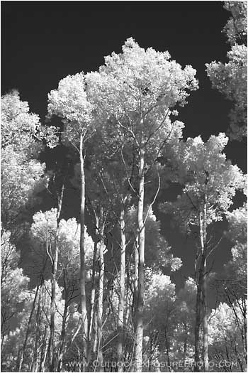 Royalty Free Stock Photo: Fall Aspen Black and White