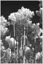 Royalty Free Stock Photo: Fall Aspen Black and White