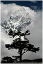 Rights Managed Stock Photo: Thamserku And Tree