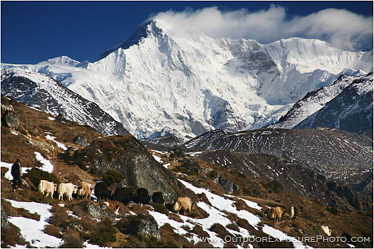 Print: Yak Train Below Cho Oyu
