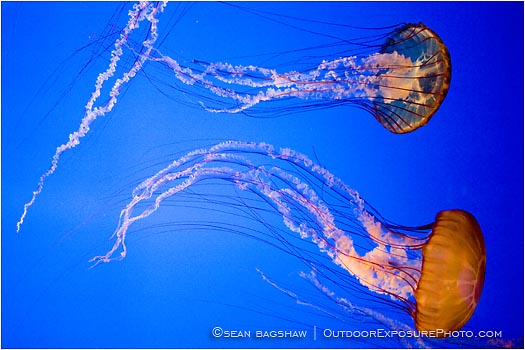 Rights Managed Stock Photo: Jelly Dance