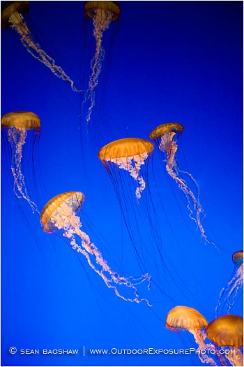 Royalty Free Stock Photo: Jelly Dance II