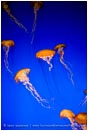 Royalty Free Stock Photo: Jelly Dance II